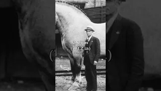 Largest Horse In History 🐴