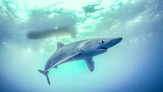 Diving with BLUE SHARKS in the Azores! Sailing Vessel Delos Ep.253