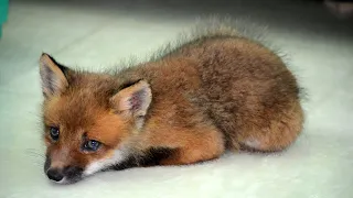 В доме появилась лиса ❤️ This fox was rescued 8 years ago