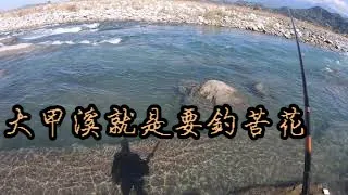 大甲溪 溪釣苦花 鯝魚【阿皓去釣魚#17】Fishing in Taiwan  Float Fishing (溪釣)