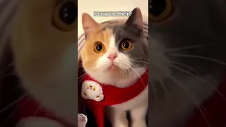 [Cat Clip Compilation]