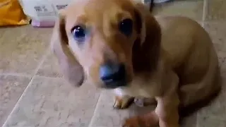 Abandoned Disabled Puppy Fully Enjoys Her Present Life  :)