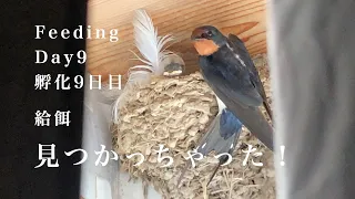 孵化9日目の給餌盗撮。やっぱり見つかっちゃった(笑)/Swallow parents feeding to their 6 chicks!