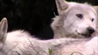 Beautiful Dublin Zoo Wolves July 2014 Summertime