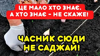 6 ГИБЛИХ МІСЦЬ, куди не треба садити озимий часник