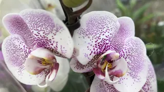 Два коротких обзора орхидей сняла в Ашане и Леруа Мерлен.