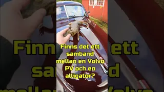 Samband mellan Volvo PV och en alligator? #shorts