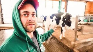 Drying Off Dairy Cows with Robots // 45