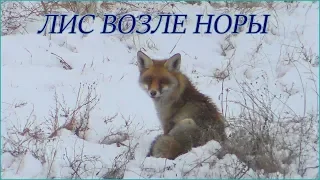 Лис возле своей норы зимой / Fox near its hole in winter