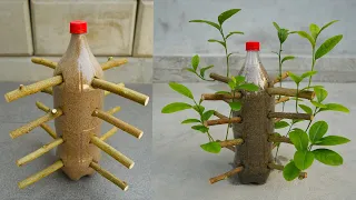 Great Technique Propagate Lemon Tree From Cuttings with Coca Cola bottle