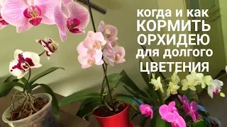 Когда и как кормить ОРХИДЕЮ чтобы цвела орхидея дольше и пышнее