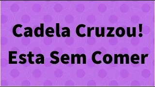 Cadela Sem Comer Amoado o que Fazer? Cruzou a 20 dias será Que Tem Relação?