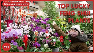 Top Lucky Plants for Home & Workplace (Feng Shui : Health, Wealth & Prosperity) | Plant Shop Tour