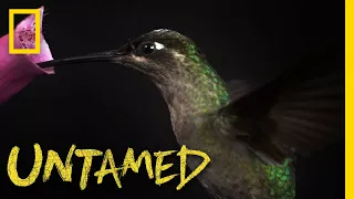 That's Certainly a Magnificent Hummingbird | Untamed