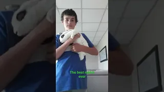 how to hold a rabbit (properly)