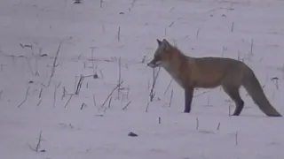 Охота на лисицу с подхода или "запасливая" лиса