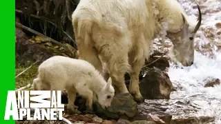 Baby Mountain Goat Learns To Follow In His Mother's Footsteps | North America