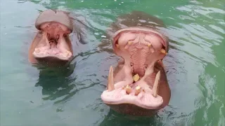 Dallas Zoo Hippos Open Mouths 150 Degrees!