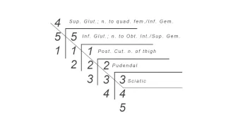 Spinal levels of the sacral plexus branches mnemonic