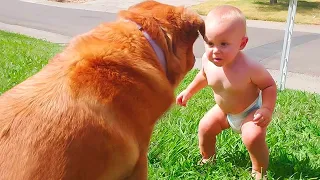 Cute Babies Playing With Dogs Compilation | Baby and Dogs Funny Videos - Dog videos