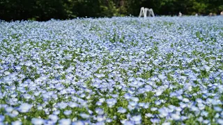 2024 東京　昭和記念公園　ツツジとネモフィラが咲きました !!