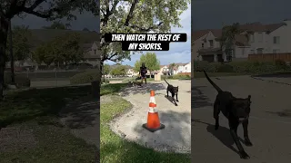 People with shitty dogs with no obedience cry in the comments in 3…2….1 GO #dogs