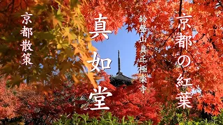 [京都散策]  真如堂  光に輝く真紅の紅葉  Kyoto  Japan  |京都紅葉2022 |4K