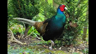 Румынский фазан-romanian pheasant.!!!