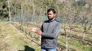 Rootstock | Variety | Distance | Apple | New Planting | Dr YSPUHF | Solan | HP | Dr Niranjan Singh