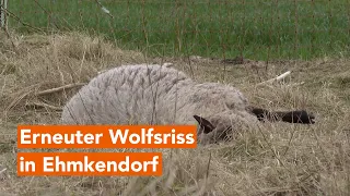 MV-Spezial: Erneuter Wolfsriss in Ehmkendorf