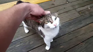 Cat back scratch