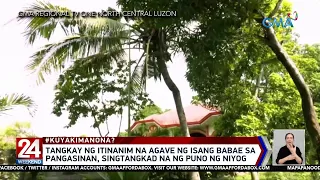 Tangkay ng itinanim na agave ng isang babae sa Pangasinan, singtaas na ng puno... | 24 Oras Weekend