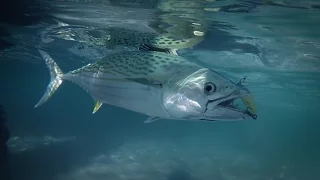 FishFinder TV - Bonito and Frigate Tuna off Perth, Western Australia