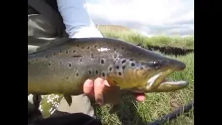 Spring Creek Brown Chilean Patagonia - Fly Fishing