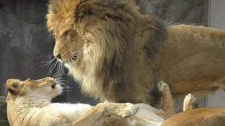 Lion Luna (♀) waits for Gaou (♂) from the morning 💗 But at the end Luna gets angry [Tennoji Zoo]