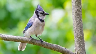Blue Jay Bird Singing Sounds - 1 Hour (Bird-attracting, Nature, White-noise, Study, Meditation)