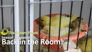 The. Canary Room Season 5 - Episode 11 Back in the Room!