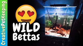 Unboxing my first WILD BETTA FISH!! Betta Mahachai