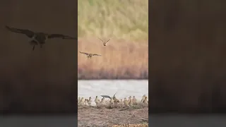 Golden Plover Landing by “Camilla & I”