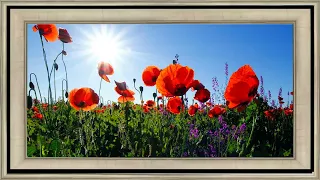 Nature Framed Screensaver With Or Without Sound Show Of Your Tv all in HD 1080p images