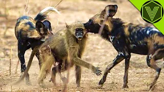 AFRICAN WILD DOG — even leopards and buffaloes are afraid of it! Dog vs lion, hyena and antelope!