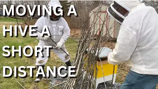 Moving a hive a short distance