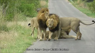 3 Male Lions in Kruger - Show how to Love with Passion❤❤