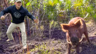 Wild BOAR "Rocky Mountain Oysters!!! {Trap Cut Cook Eat} I wouldn't want to LIVE on this!