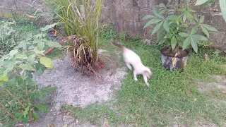 Siamese Cat enjoying playing outside.