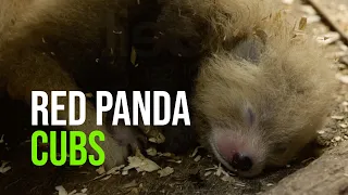 Red Panda Twins: Relive Their First Months!