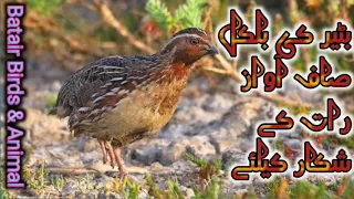 Batair ki saaf awaz Quel Sound بٹیر کی آواز رات کے شکار کیلئے