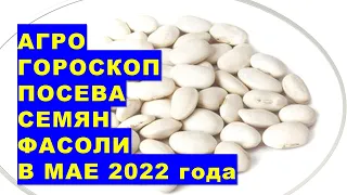 Агрогороскоп посева семян фасоли в мае 2022 года