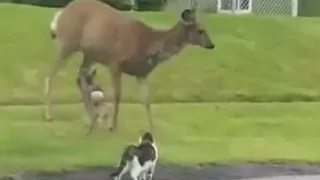 Mule Deer Doe Attacks a Dog and Cat Protecting Her Fawn