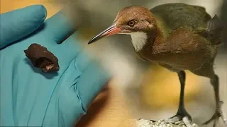 The Extinct Bird that Evolved Back into Existence | Human DNA in Prehistoric "Chewing Gum"